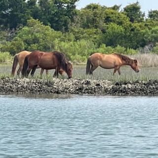 Wild Horses Still Roam Free Along This Remote North Carolina Shoreline