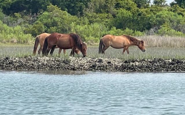 Wild Horses Still Roam Free Along This Remote North Carolina Shoreline