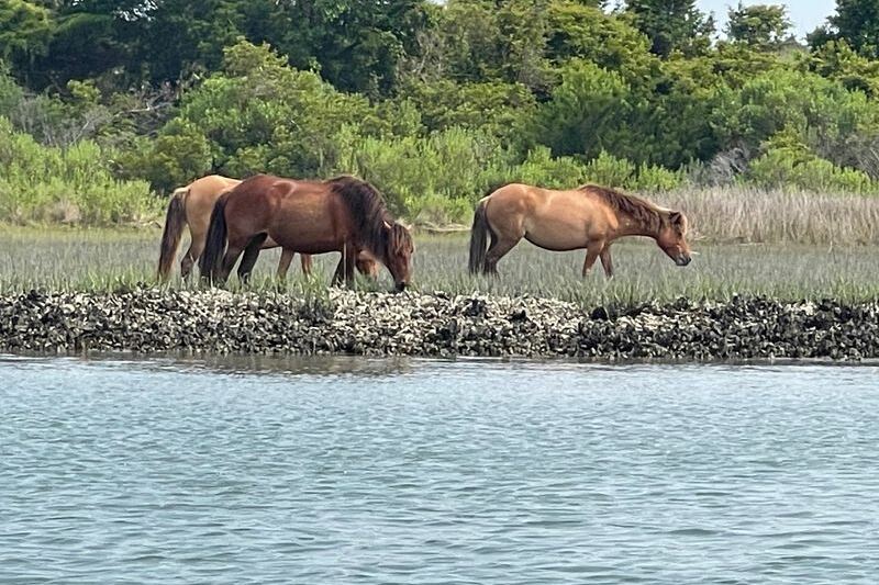 Wild Horses Still Roam Free Along This Remote North Carolina Shoreline