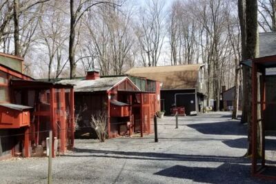 This Millington Bird Rescue Turns A Wooded Walk Into A Close-Up Raptor Encounter