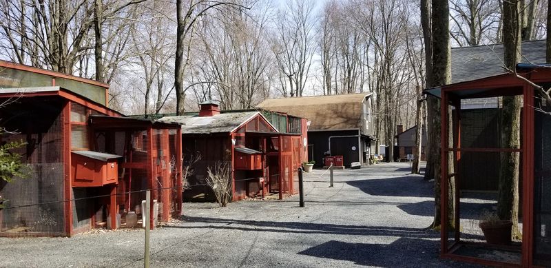 This Millington Bird Rescue Turns A Wooded Walk Into A Close-Up Raptor Encounter