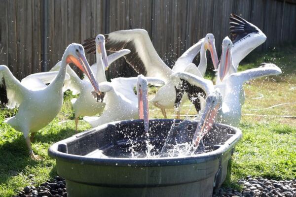 Almost No One Realizes This Tucked-Away Oregon Wildlife Center Lets You Meet Rescued Coastal Birds Face-to-Face