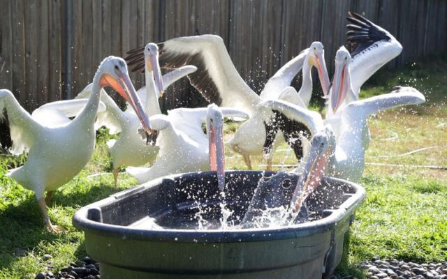 Almost No One Realizes This Tucked-Away Oregon Wildlife Center Lets You Meet Rescued Coastal Birds Face-to-Face