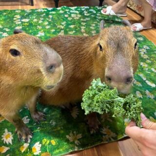 This Farm Near Orlando in Florida Lets You Meet Capybaras and Paint Your Own Pumpkin This Fall