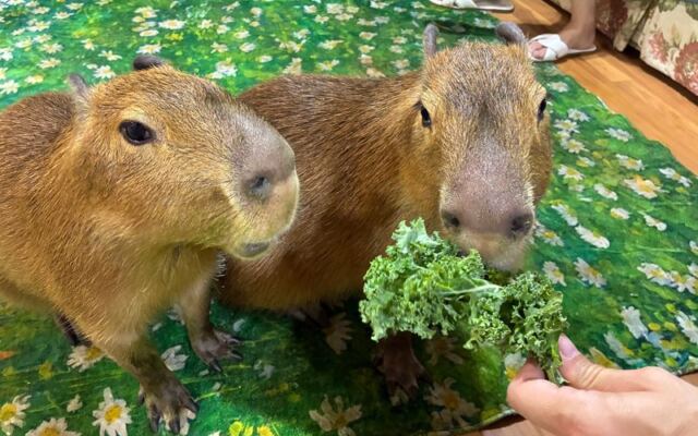 This Farm Near Orlando in Florida Lets You Meet Capybaras and Paint Your Own Pumpkin This Fall