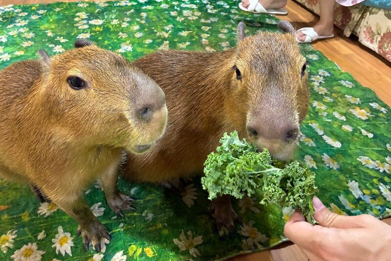 This Farm Near Orlando in Florida Lets You Meet Capybaras and Paint Your Own Pumpkin This Fall