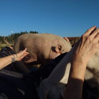 This Oregon Farm Sanctuary Is Where You Spend Quality Time With 30-Plus Species Of Rescued Animals