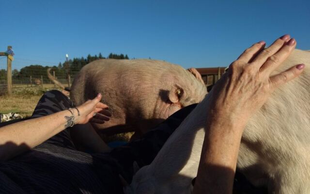 This Oregon Farm Sanctuary Is Where You Spend Quality Time With 30-Plus Species Of Rescued Animals
