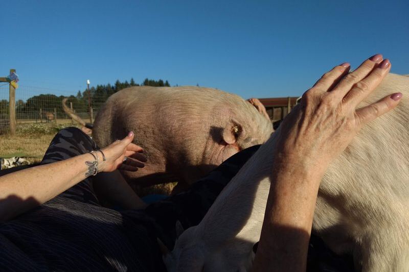 This Oregon Farm Sanctuary Is Where You Spend Quality Time With 30-Plus Species Of Rescued Animals