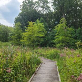This Rare Illinois Fen Is One Of The Last Of Its Kind In America And You Can Walk Right Through It