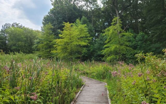 This Rare Illinois Fen Is One Of The Last Of Its Kind In America And You Can Walk Right Through It