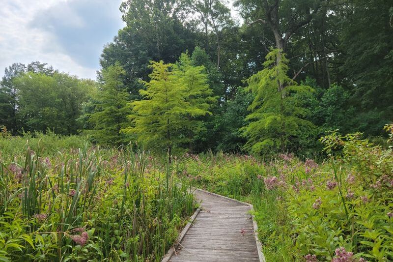 This Rare Illinois Fen Is One Of The Last Of Its Kind In America And You Can Walk Right Through It
