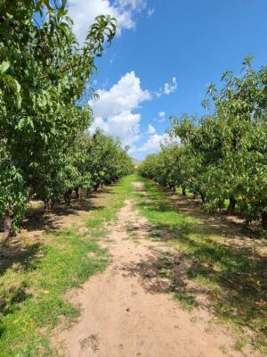 Pick Your Own Apples at Apple Annie’s Orchard in Willcox, Then Grab a Warm Slice of Pie