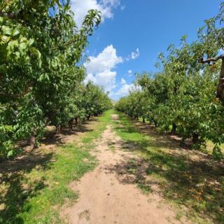 Pick Your Own Apples at Apple Annie’s Orchard in Willcox, Then Grab a Warm Slice of Pie