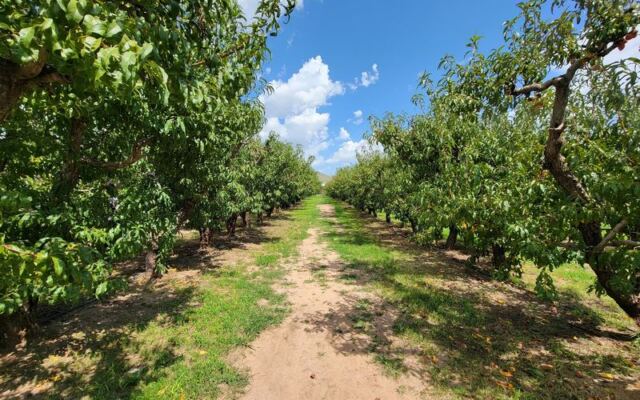 Pick Your Own Apples at Apple Annie’s Orchard in Willcox, Then Grab a Warm Slice of Pie