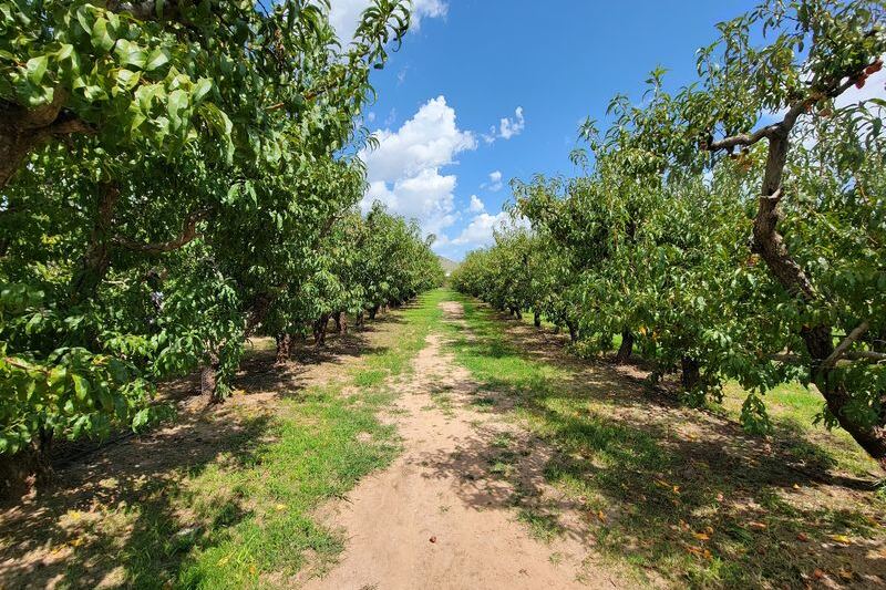 Pick Your Own Apples at Apple Annie’s Orchard in Willcox, Then Grab a Warm Slice of Pie