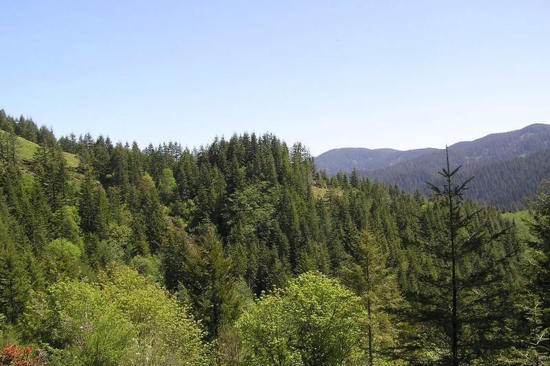 This 6.3-Mile Oregon Trail Winds Through Ancient Spruce and Ocean Views With a Story Worth the Walk