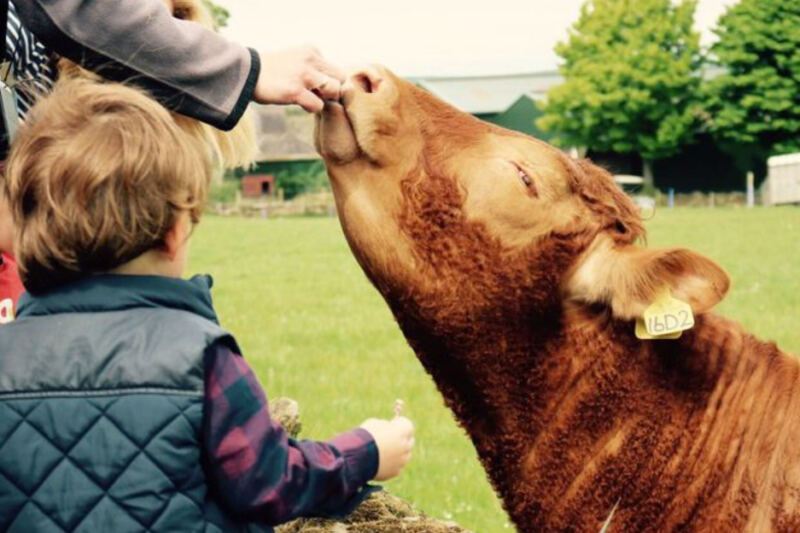 12 European Regions Where Staying On A Farm Is Part Of The Experience
