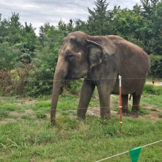 This Southern Oklahoma Sanctuary Lets You Meet Baby Elephants Up Close on a Road Trip Worth Taking