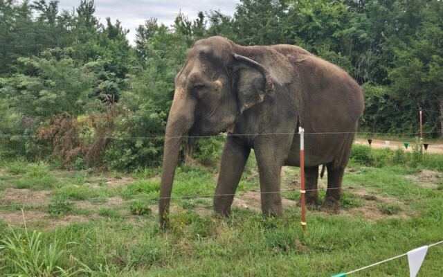 This Southern Oklahoma Sanctuary Lets You Meet Baby Elephants Up Close on a Road Trip Worth Taking
