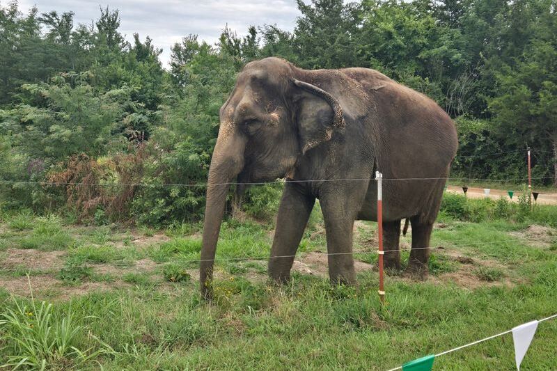 This Southern Oklahoma Sanctuary Lets You Meet Baby Elephants Up Close on a Road Trip Worth Taking