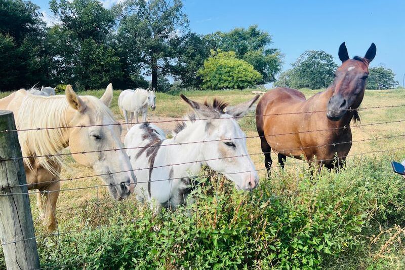 This Oklahoma Working Ranch Lets You Explore 500 Acres On Horseback