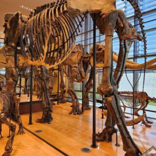 Hidden in Amherst, This Free Massachusetts Museum Is Packed With Dinosaur Tracks, Mammoths, and a T-Rex Skull
