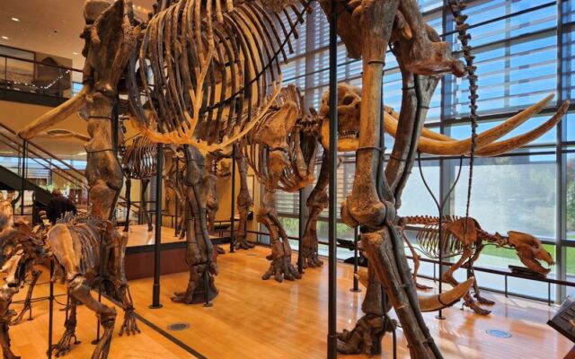 Hidden in Amherst, This Free Massachusetts Museum Is Packed With Dinosaur Tracks, Mammoths, and a T-Rex Skull