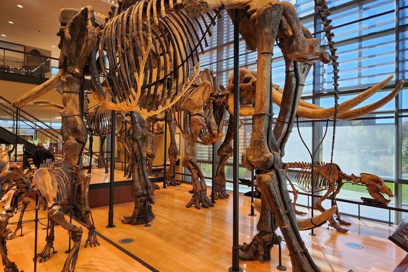 Hidden in Amherst, This Free Massachusetts Museum Is Packed With Dinosaur Tracks, Mammoths, and a T-Rex Skull