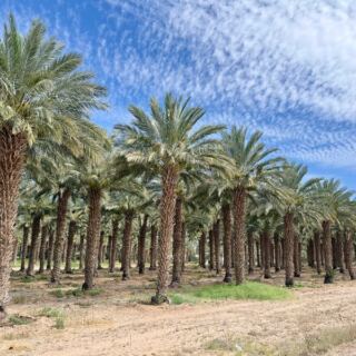 This Arizona Date Farm Blends Fresh-Picked Medjools Into Creamy Date Shakes You Can Sip On-Site