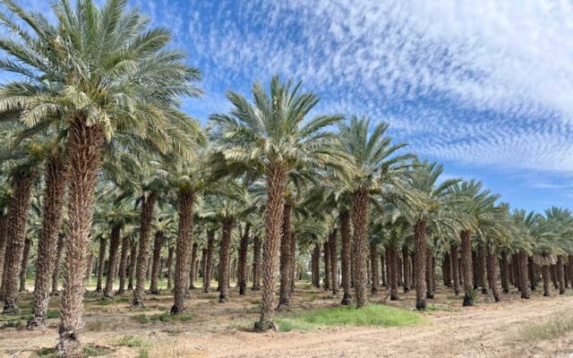 This Arizona Date Farm Blends Fresh-Picked Medjools Into Creamy Date Shakes You Can Sip On-Site