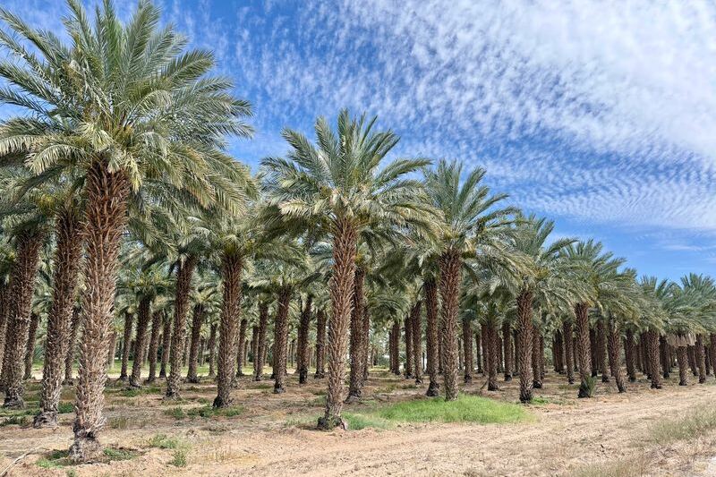 This Arizona Date Farm Blends Fresh-Picked Medjools Into Creamy Date Shakes You Can Sip On-Site