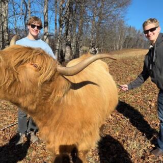 These 10 North Carolina Farms Let You Get Up Close With Fluffy Highland Cows