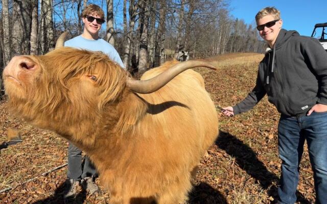 These 10 North Carolina Farms Let You Get Up Close With Fluffy Highland Cows