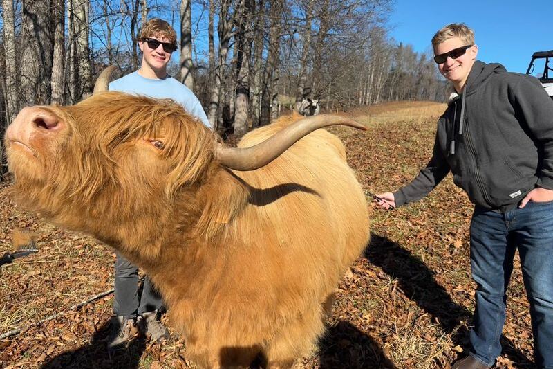 These 10 North Carolina Farms Let You Get Up Close With Fluffy Highland Cows
