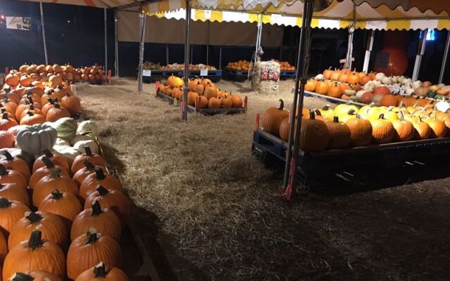6 Pumpkin Patches Near Tampa You Can Road-Trip This Fall in Florida
