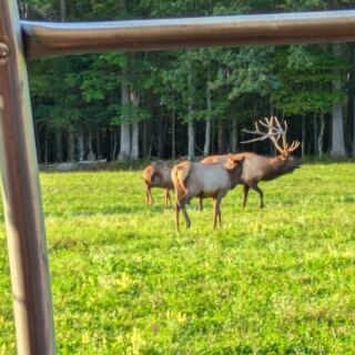 This Wild Pennsylvania Forest Is Home to the Northeast’s Largest Free-Roaming Elk Herd
