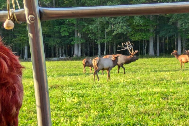 This Wild Pennsylvania Forest Is Home to the Northeast’s Largest Free-Roaming Elk Herd