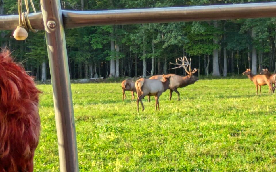 This Wild Pennsylvania Forest Is Home to the Northeast’s Largest Free-Roaming Elk Herd