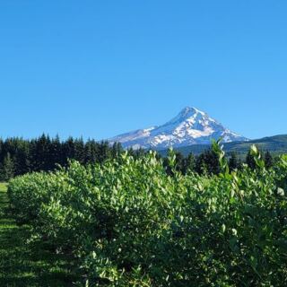 Seven Oregon U-Pick Berry Farms Where You Fill a Flat With Blueberries for a Few Dollars