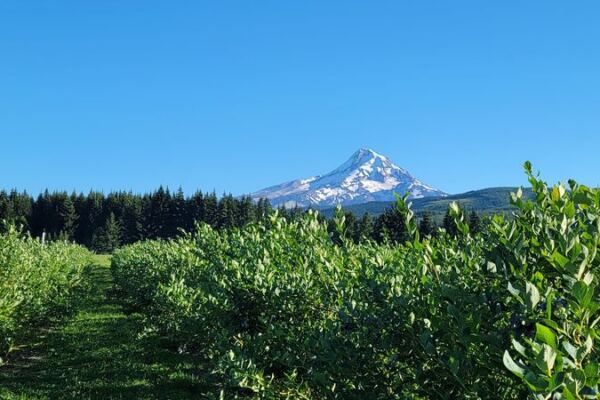 Seven Oregon U-Pick Berry Farms Where You Fill a Flat With Blueberries for a Few Dollars