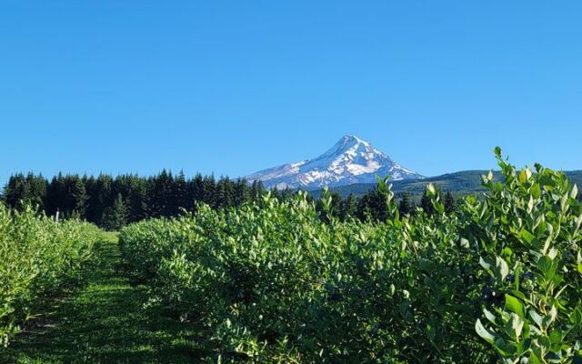 Seven Oregon U-Pick Berry Farms Where You Fill a Flat With Blueberries for a Few Dollars