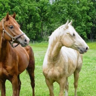 This Quiet Illinois Sanctuary Lets You Meet Rescued Farm Animals Up Close And Learn Their Stories