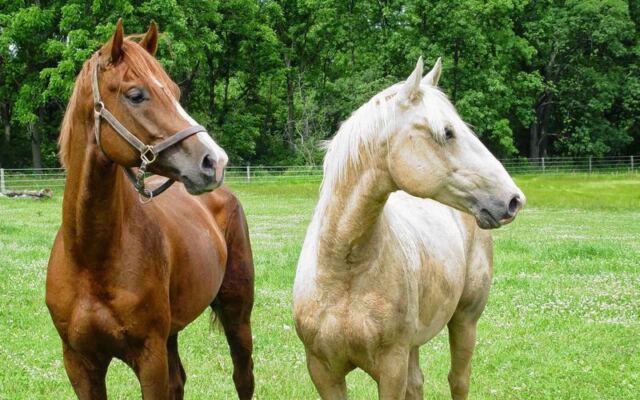 This Quiet Illinois Sanctuary Lets You Meet Rescued Farm Animals Up Close And Learn Their Stories