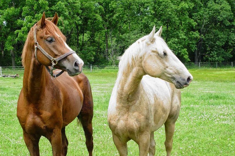 This Quiet Illinois Sanctuary Lets You Meet Rescued Farm Animals Up Close And Learn Their Stories