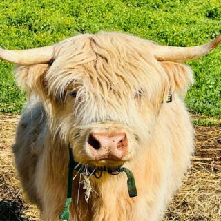 This Tennessee Farm Lets You Brush and Cuddle Fluffy Highland Cows Up Close
