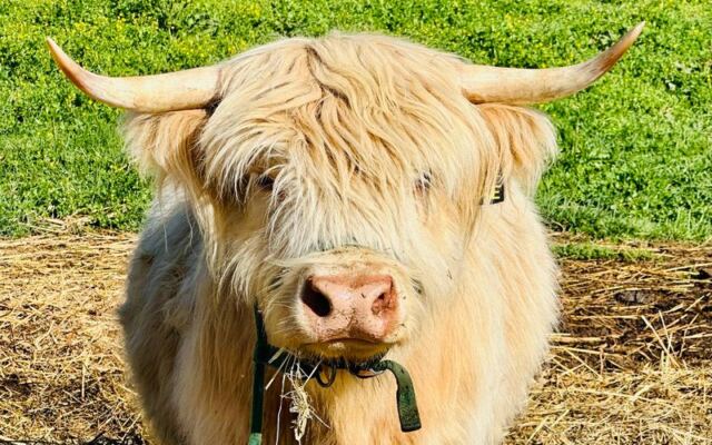 This Tennessee Farm Lets You Brush and Cuddle Fluffy Highland Cows Up Close