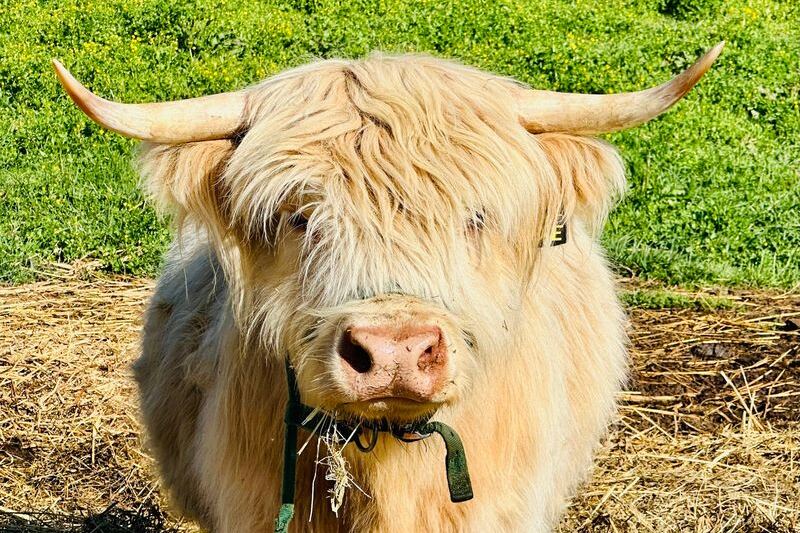 This Tennessee Farm Lets You Brush and Cuddle Fluffy Highland Cows Up Close