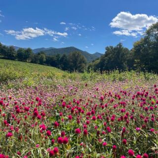 This North Carolina Flower Farm Grows Dahlia Rows So Layered They Look Too Pretty to Cut