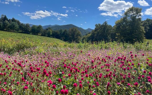 This North Carolina Flower Farm Grows Dahlia Rows So Layered They Look Too Pretty to Cut